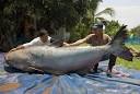 Giant Catfish May Be World's Largest Freshwater Fish