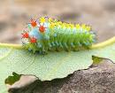 Top 10 Most Beautiful Caterpillars | Scienceray