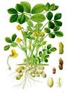 File:Arachis hypogaea - Köhler–s Medizinal-Pflanzen-163.jpg ...