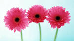 Wallpaper 3 of 3 - HD Flowers Wallpaper | Pixel Wallpapers