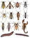 How To Get Rid Of Love Bugs?