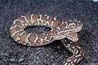 Angolan pythons at Australian Addiction Reptiles