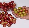 Camu Camu