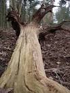 During restoration of this site, deadwood has been retained for wildlife. - via Daymix