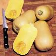 Squash : Winter : Avalon F1 Hybrid