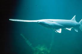 external image images?q=tbn:ANd9GcQHQMzoC3PE-IkW7EIcOg5trNU2ZzwNfDyQJlf-T4JJVJmzyBOt