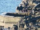 Diving at Hawkcraig Point. Middle of winter. This couple seemed unfazed by - via Daymix