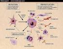 of hepatic stellate cell