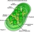 Molecular Expressions Cell Biology: Plant Cell Structure ...