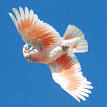 Cockatoo - Wikipedia, the free encyclopedia