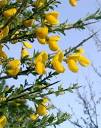 <b>Cytisus</b> scoparius