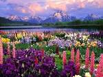 Flowers Blooming Like The Colors Of The Rainbow - her social network