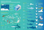 Tiburones en Los Roques | Visual.