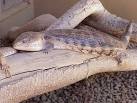 Blue-Tongued Skink