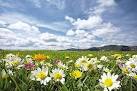Valley of Flowers in the Himalayas India   Top wonders of the
