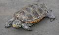 Species Profile: Diamondback Terrapin (Malaclemys terrapin) | SREL.