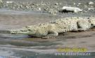 American crocodile Photos, American crocodile Images | NaturePhoto-