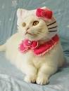 cat in costume