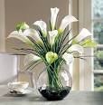 Calla Lilies | Home Improvement Blog