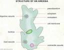 Amoeba