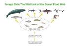 Small fish, big ocean: Saving Pacific forage fish | Grist