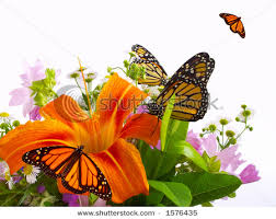 http://t1.gstatic.com/images?q=tbn:ANd9GcQIjZEO4J-DwMdmuZwTnbfyzP6cQmD17vSPQbtPA7D-qtxzz3f-
