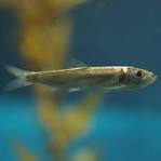 File:Clupea pallasii by OpenCage.jpg - Wikipedia, the free ...