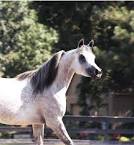 Arabian horse Sale at Mountain Ridge Ranch! Images?q=tbn:ANd9GcQJ4y0KBpiiRja_5Q4vUryQuEGGcmW38e6yY4USG0Bb1HxCH5DVf1bvlg9nSQ