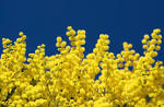 <b>Mimosa</b> Twigs Yellow Close Up