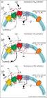 Molecular integration via allosteric interactions in receptor ...