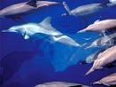 WWF - Hector's Dolphin - Introducing New Zealand's endemic dolphin