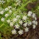 <b>Conium</b> maculatum image