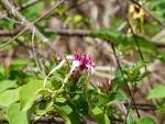 File:<b>Strophanthus</b> sarmentosus