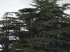 Cedars of Lebanon Bcherri Grove