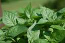 Basil - Ocimum basilicum | Flickr - Photo Sharing!