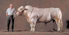 http://mmbenya.com/wp-content/uploads/belgian-blue.jpg