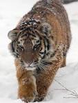 Beureukaih:Amur Tiger Panthera tigris altaica Cub Walking 1500px ...