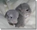 cute chinchilla
