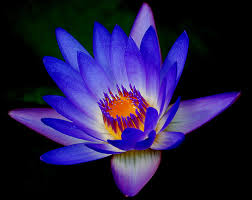 external image images?q=tbn:ANd9GcQJfGVIeeSOj2tZOnCpx3K1CFY_i7rJi4Kg-c1o0aJsxzO6FYlh