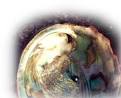  Abalone Pearls...What, Where & How