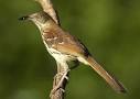 Brown Thrasher in Alabama