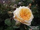 Just our Picture
s of Roses ~ Y ...