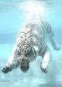 scary underwater