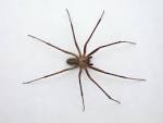 Brown Recluse First Aid Kit