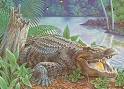 Alligator: Alligators &amp; Crocodiles: Animal Planet