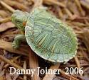Hatchling Turtle Photos