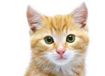 Texas pet friendly hotel rental vacation Dallas Fort Worth