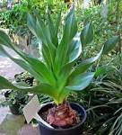 File:<b>Urginea</b> maritima 1.jpg