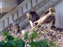 Urban Hawks: Bronx Red-tailed Hawks