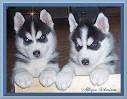 SIBERIAN HUSKIES* HUSKY Arctic Snow Dogs Husky puppies Petlove ...